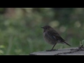 Rufous-tailed Robin - Luscinia sibilans