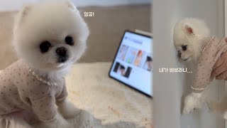 4 Pomeranians London daily life | Dog wall challenge, a genius puppy studying