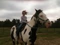 APHA Black & and white gelding paint horse for sale Bandit & Shayne