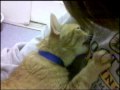 Sammy the Breastfeeding Cat