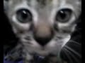 Lucy mamando na mamãe - Gatinho mamando