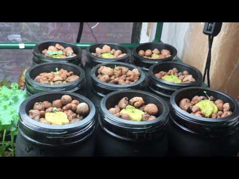 How To Grow Culinary Herbs Start To Finish - Episode 1