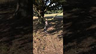 Staffordshire Bull Terrier Pulling A Tree
