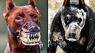 Самые Агрессивные Породы Собак В Мире