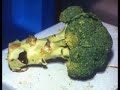 Broccoli harvesting and handling Broccoli harvesting and handling