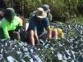 broccoli - broccoli history broccoli - broccoli history