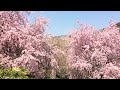 しだれ桜が満開の「大美和の杜展望台」 ＠大神神社（桜井市）