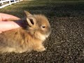 Peaches Litter #2 ~ 4 Weeks Old ~ Baby Lionhead Bunny