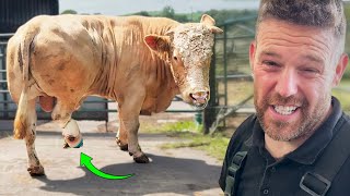 Big Bull Update, A Cow I Cant Help ... And Some Serious Belt Issues