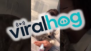 Mom Surprises Cat with Retaliation Bite || ViralHog