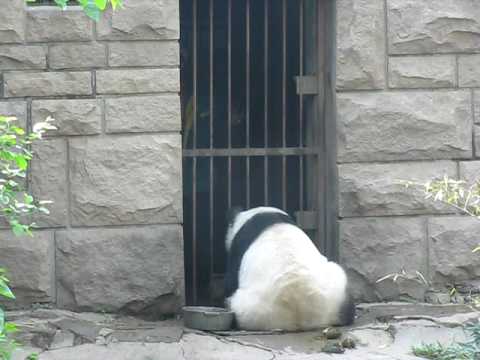 北京動物園のパンダさん　その４