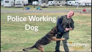 Police Working Dog, Heels and Attacks!