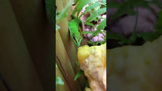 Giant Day Gecko Eating White Sapote