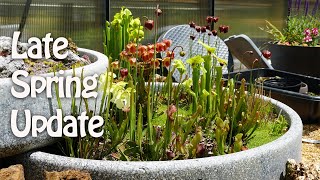 Carnivorous Container Bog