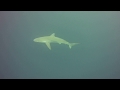 Copper Sharks with Oceanic Blacktip Sharks Copper Sharks with Oceanic Blacktip Sharks