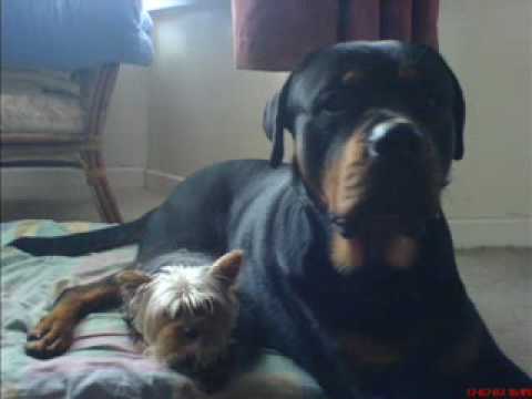Rottweiler Fights Pitbull