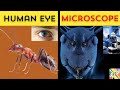 Common Things Under a Microscope | Microscopic View Of Normal Things | @DailyFunTV786