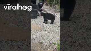Black Bear Causes Trouble || Viralhog