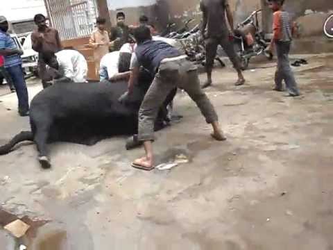 Dangerous+Cow+Qurbani HTTPS://YOUTUBE.COM/DEVICESUPPORT | Videos « PortaldeMisterios.CoM