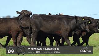 LOTE 09 - VENTRES BRANGUS - LEILÃO SÃO BIBIANO 2021