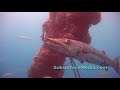 Stock footage; Barracuda Close Up
