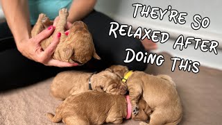 Nala's Puppies Are Mastering Their Daily Training Already
