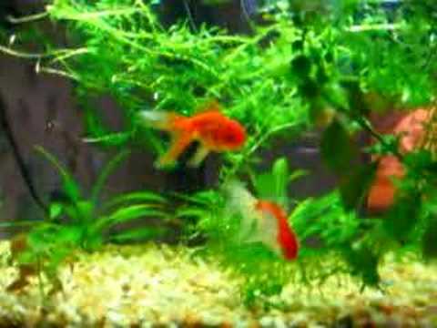 goldfish tank size. My Goldfish Tank. 2:22