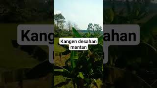 Kangen Desahan Mantan