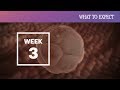 3 Weeks Pregnant | What To Expect
