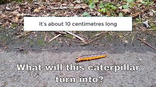 A very large and attractive caterpillar in The New Forest