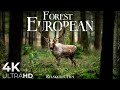 Forest 4K 🦌 European Nature Relaxation Film - Peaceful Relaxing Music - 4k Video UltraHD