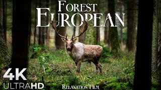 Forest 4K 🦌 European Nature Relaxation Film - Peaceful Relaxing Music - 4K Video Ultrahd