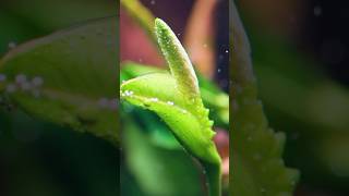 Plants Flower Underwater