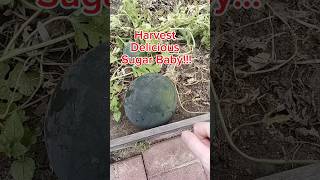 Sugar Baby Watermelon How And When To Harvest So They Are Perfect And Delicious