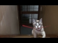 階段でおもちゃを拾ってくる猫　Cat fetching 2014#5