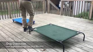 Dog Training 2 Year Old American Staffordshire Terrier, Coco Beforeafter Two Week Board And Train