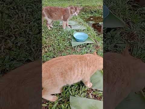 Apa Untungnya Ternak Kucing Pak❓Komentar Followers Fb  Mndingan Trnak Ayam  Kambing Bisa Djual🤗😩 ❓