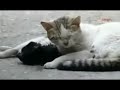image Kehidupan Kucing Dia Terlalu Mencintai Pasangannya