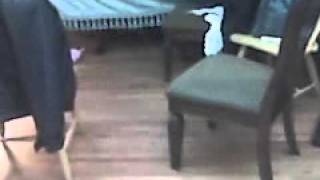 Jagdterrier Pup Fetching