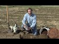 planting