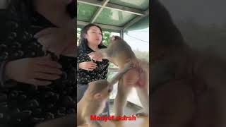 Ganggu monyet malah usaha pegang susu 🤣🤣🤣 #monyetlucu