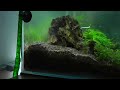 Aquascape Iwagumi Style - Trimming - 16th Week Update [HD]