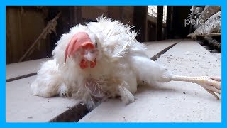 Thousands of Hens Gassed, Slammed Into Trucks, and Beaten at Kroger Supplier