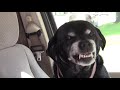 Dogs Smile For Camera Compilation|| FUNNY VIDEO