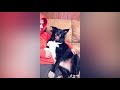 Dogs Smile For Camera Compilation|| FUNNY VIDEO