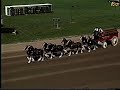 Budweiser Clydesdales at 2008 Little Brown Jug
