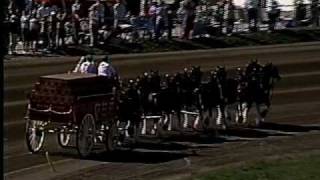 Budweiser Clydesdales at 2008 Little Brown Jug
