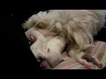 Chelsea (Maltese dog) cleaning her 3 cute male puppies (2)