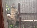 В реальности охрана кавказца - 