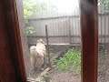 Вирмы Даури 